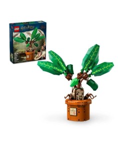 MANDRAGOLA