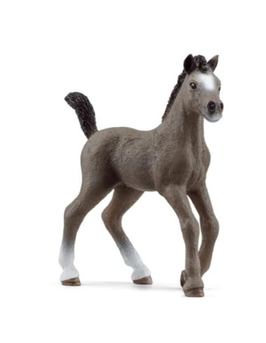 PULEDRO CHEVAL DE SELLE FRANCAIS