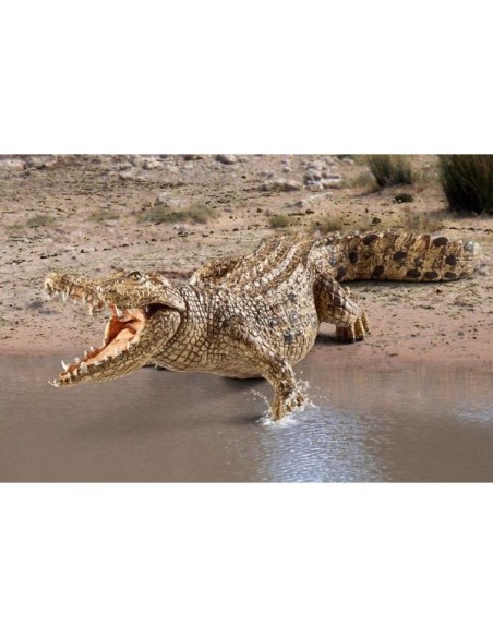 COCCODRILLO (5)