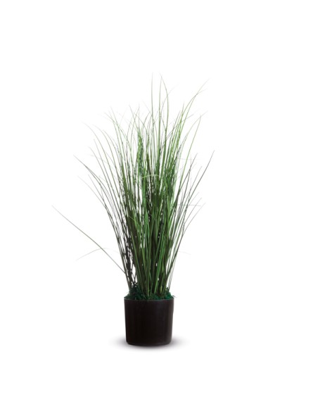 Pianta ornamentale - erba - H 55cm -Alco