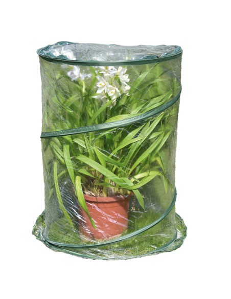Serra Pop-up Anthurium - 70 x 100 cm - trasparente - Verdemax